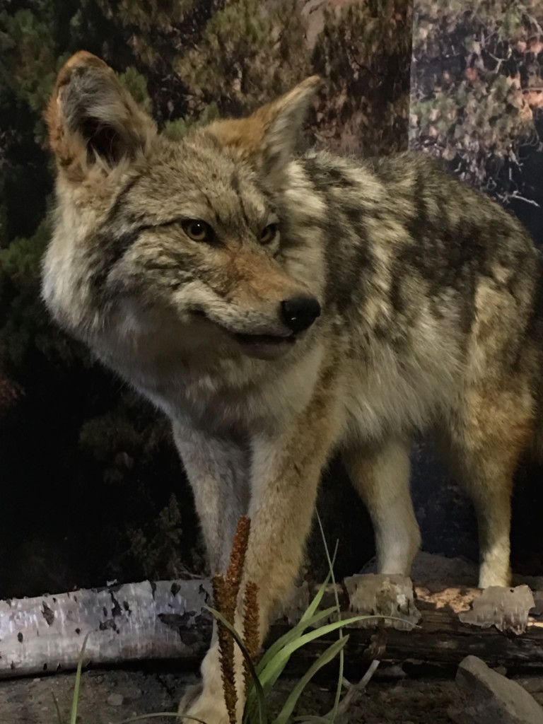 Coyote, Klamath County Museum